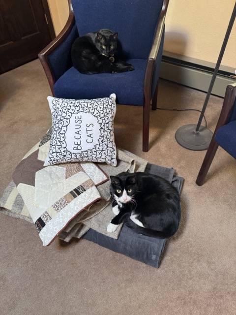 Cats on a chair and on blankets